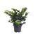 Taxus b. 'Summergold' Pot 5 Liter 30 - 40 cm