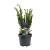 Taxus media 'Densiformis' Pot 3 Liter 