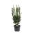 Taxus media 'Hillii' Pot 3 Liter 40 - 50 cm