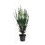 Taxus media 'Hillii' Pot 7,5 Liter 60 - 80 cm