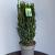 Taxus media 'Hillii' Pot 15 liter 70 - 80 cm