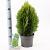 Thuja occ. 'Aurea Nana' Pot 3 Liter 30 - 40 cm