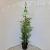 Thuja occ. 'Brabant' Pot 3 liter 90 - 100 cm
