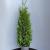Thuja occ. 'Brabant' Pot 10 liter 80 - 100 cm