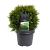 Thuja occ. 'Danica' Pot 3 Liter 