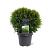 Thuja occ. 'Danica' Pot 5 Liter 30 - 40 cm