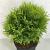 Thuja occ. 'Danica Aurea' Pot 3 liter 25-30cm