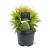Thuja occ. 'Golden Globe' Pot 3 Liter 