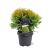 Thuja occ. 'Golden Globe' Pot 5 Liter 30 - 40 cm