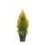 Thuja occ. Golden Smaragd Pot 5 Liter 60 - 80 cm