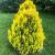 Thuja occ. Golden Smaragd Pot 4 Liter 40 - 60 cm