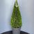 Thuja occ. Golden Smaragd Pot 15 liter 80 - 90 cm