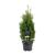 Thuja occ. 'Holmstrup' Pot 3 Liter 40 - 50 cm
