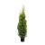 Thuja occ. 'King of Brabant' Pot 10 liter 150 - 175 cm