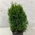Thuja occ. 'Krasnal' Pot 5 liter 25-30cm