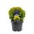 Thuja occ. 'Mirjam' Pot 3 Liter 