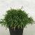 Thuja occ. 'Recurva Nana' Pot 3 liter 25-30cm