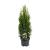 Thuja occ. 'Smaragd' Pot 3 Liter 50 - 60 cm
