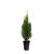 Thuja occ. 'Smaragd' Pot 4 Liter 60 - 80 cm