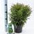 Thuja occ. 'Tiny Tim' Pot 3 liter 20-25cm 