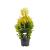 Thuja pl. '4ever' Pot 3 Liter 40 - 50 cm