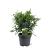 Thujopsis dolabrata Pot 5 Liter 40 - 50 cm