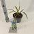 Yucca filamentosa 'Color Guard' Pot 2 Liter 20 - 30 cm