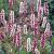 Persicaria aff. 'Superba' Pot 9 cm