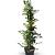 Campsis t. Golden Trumpet Pot 12 liter 150 - 175 cm