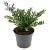 Ilex crenata 'Glory Gem' Pot 2 Liter 10 - 20 cm