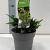 Chamaecyparis o. 'Teddy Bear' Pot 2 Liter 10 - 20 cm