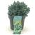Juniperus squamata 'Blue Star' Pot 2 Liter 10 - 20 cm