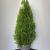 Thuja occ. 'Smaragd' Pot 15 liter 100 - 125 cm