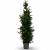 Thuja pl. 'Excelsa' Pot 12 liter 150 - 175 cm