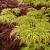 Acer pal. 'Emerald Lace' Pot 180 liter 175 - 200 cm