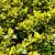 Euonymus fort. 'Emerald 'n' Gold' Pot 20 liter 40 - 50 cm