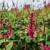 Persicaria a. 'Inverleith' Pot 9 cm