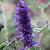 Buddleja Free Petite Blue Heaven Pot 3 Liter 