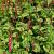 Persicaria a. 'Rosea' Pot 9 cm