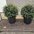 Osmanthus burkwoodii Bolvorm 40 cm