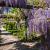 Wisteria floribunda Pot 2 Liter80 - 100 cm
