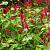 Persicaria a. 'Speciosa' Pot 9 cm