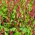 Persicaria a. 'Taurus' Pot 9 cm