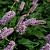 Persicaria bistorta Pot 9 cm