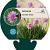 Armeria mar. 'Rosea' Pot 9 cm