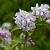 Deutzia hybrida 'Mont Rose' Pot 5 Liter 60 - 80 cm