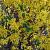 Forsythia int. Mikador Pot 5 Liter 40 - 60 cm