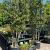 Quercus ilex Pot 180 liter 400 - 450 cm Meerstammig