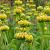 Phlomis russeliana Pot 9 cm