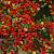 Cotoneaster horizontalis Pot 9 Liter Laagstam